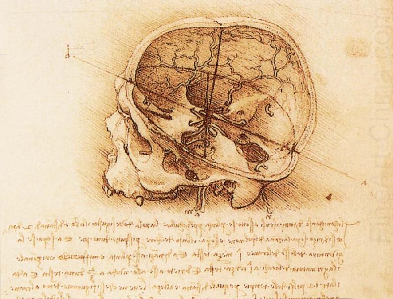 Interior view of the Schadels, LEONARDO da Vinci